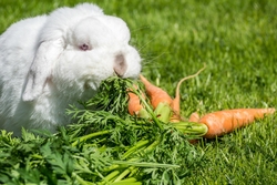 légumes pour lapin nain, nourriture lapin, aliments pour lapin, alimentation lapin nain